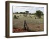 Yellow Baboons (Papio Hamadryas Cynocephalus), Tsavo East National Park, Kenya, East Africa, Africa-Sergio Pitamitz-Framed Photographic Print