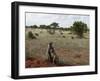 Yellow Baboons (Papio Hamadryas Cynocephalus), Tsavo East National Park, Kenya, East Africa, Africa-Sergio Pitamitz-Framed Photographic Print