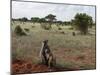 Yellow Baboons (Papio Hamadryas Cynocephalus), Tsavo East National Park, Kenya, East Africa, Africa-Sergio Pitamitz-Mounted Photographic Print