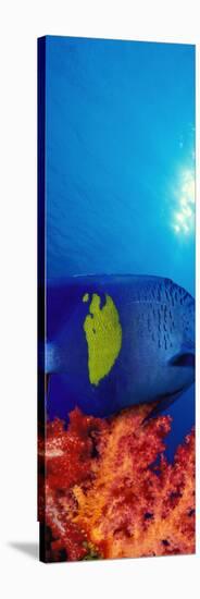 Yellow-Banded Angelfish with Soft Corals in the Ocean-null-Stretched Canvas