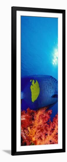 Yellow-Banded Angelfish with Soft Corals in the Ocean-null-Framed Photographic Print