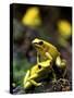 Yellow-Banded Poison Dart Frog (Dendrobates Leucomelas), South America-Andres Morya Hinojosa-Stretched Canvas