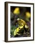 Yellow-Banded Poison Dart Frog (Dendrobates Leucomelas), South America-Andres Morya Hinojosa-Framed Photographic Print