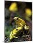 Yellow-Banded Poison Dart Frog (Dendrobates Leucomelas), South America-Andres Morya Hinojosa-Mounted Photographic Print