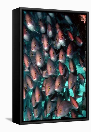 Yellow-Banded Snapper-null-Framed Stretched Canvas