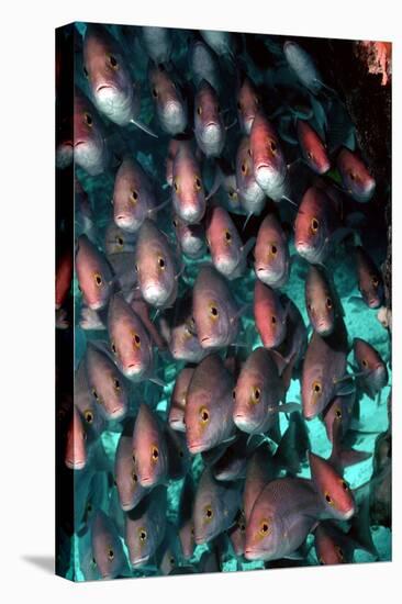 Yellow-Banded Snapper-null-Stretched Canvas