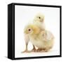 Yellow Bantam Chicks-Mark Taylor-Framed Stretched Canvas