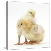 Yellow Bantam Chicks-Mark Taylor-Stretched Canvas
