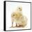 Yellow Bantam Chicks-Mark Taylor-Framed Stretched Canvas