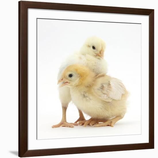 Yellow Bantam Chicks-Mark Taylor-Framed Photographic Print