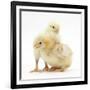 Yellow Bantam Chicks-Mark Taylor-Framed Photographic Print