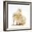 Yellow Bantam Chicks-Mark Taylor-Framed Photographic Print