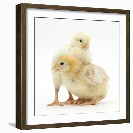 Yellow Bantam Chicks-Mark Taylor-Framed Photographic Print