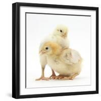 Yellow Bantam Chicks-Mark Taylor-Framed Photographic Print