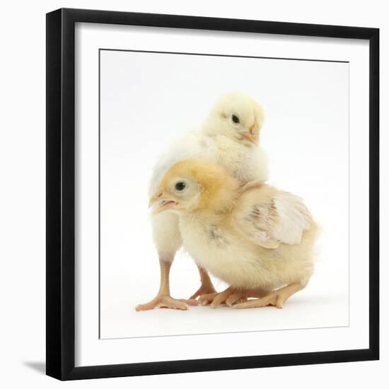 Yellow Bantam Chicks-Mark Taylor-Framed Photographic Print