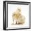 Yellow Bantam Chicks-Mark Taylor-Framed Photographic Print