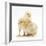 Yellow Bantam Chicks-Mark Taylor-Framed Photographic Print