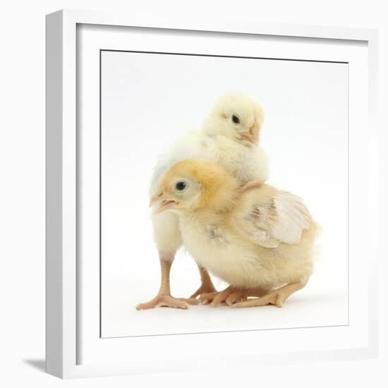 Yellow Bantam Chicks-Mark Taylor-Framed Photographic Print