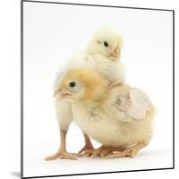 Yellow Bantam Chicks-Mark Taylor-Mounted Photographic Print