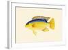 Yellow Bartikyah-John Whitchurch Bennett-Framed Art Print