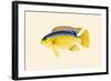 Yellow Bartikyah-John Whitchurch Bennett-Framed Art Print