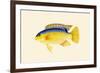 Yellow Bartikyah-John Whitchurch Bennett-Framed Premium Giclee Print