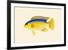 Yellow Bartikyah-John Whitchurch Bennett-Framed Premium Giclee Print