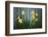 Yellow bearded iris and rustic wood fence-Anna Miller-Framed Photographic Print