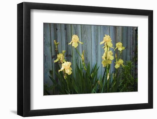 Yellow bearded iris and rustic wood fence-Anna Miller-Framed Photographic Print