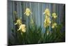 Yellow bearded iris and rustic wood fence-Anna Miller-Mounted Photographic Print