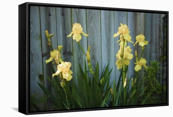 Yellow bearded iris and rustic wood fence-Anna Miller-Framed Stretched Canvas