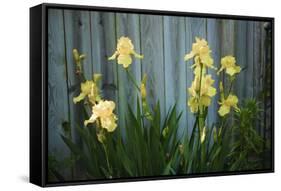 Yellow bearded iris and rustic wood fence-Anna Miller-Framed Stretched Canvas