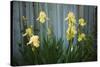 Yellow bearded iris and rustic wood fence-Anna Miller-Stretched Canvas