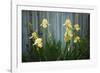 Yellow bearded iris and rustic wood fence-Anna Miller-Framed Photographic Print