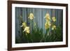 Yellow bearded iris and rustic wood fence-Anna Miller-Framed Photographic Print