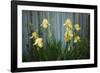 Yellow bearded iris and rustic wood fence-Anna Miller-Framed Photographic Print