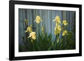 Yellow bearded iris and rustic wood fence-Anna Miller-Framed Photographic Print