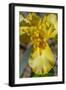 Yellow Bearded Iris-Jim Engelbrecht-Framed Photographic Print