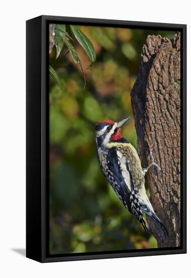 Yellow-Beilled Sapsucker-Gary Carter-Framed Stretched Canvas