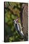 Yellow-Beilled Sapsucker-Gary Carter-Stretched Canvas