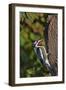 Yellow-Beilled Sapsucker-Gary Carter-Framed Photographic Print