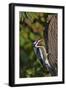 Yellow-Beilled Sapsucker-Gary Carter-Framed Photographic Print