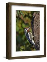 Yellow-Beilled Sapsucker-Gary Carter-Framed Photographic Print