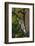 Yellow-Beilled Sapsucker-Gary Carter-Framed Photographic Print