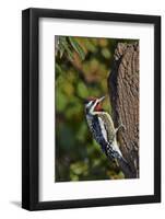 Yellow-Beilled Sapsucker-Gary Carter-Framed Photographic Print