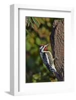 Yellow-Beilled Sapsucker-Gary Carter-Framed Photographic Print