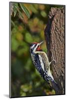 Yellow-Beilled Sapsucker-Gary Carter-Mounted Photographic Print