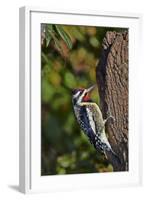 Yellow-Beilled Sapsucker-Gary Carter-Framed Photographic Print