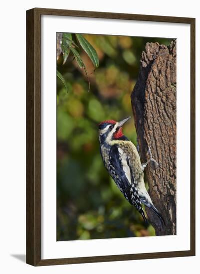 Yellow-Beilled Sapsucker-Gary Carter-Framed Photographic Print