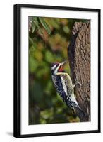 Yellow-Beilled Sapsucker-Gary Carter-Framed Photographic Print